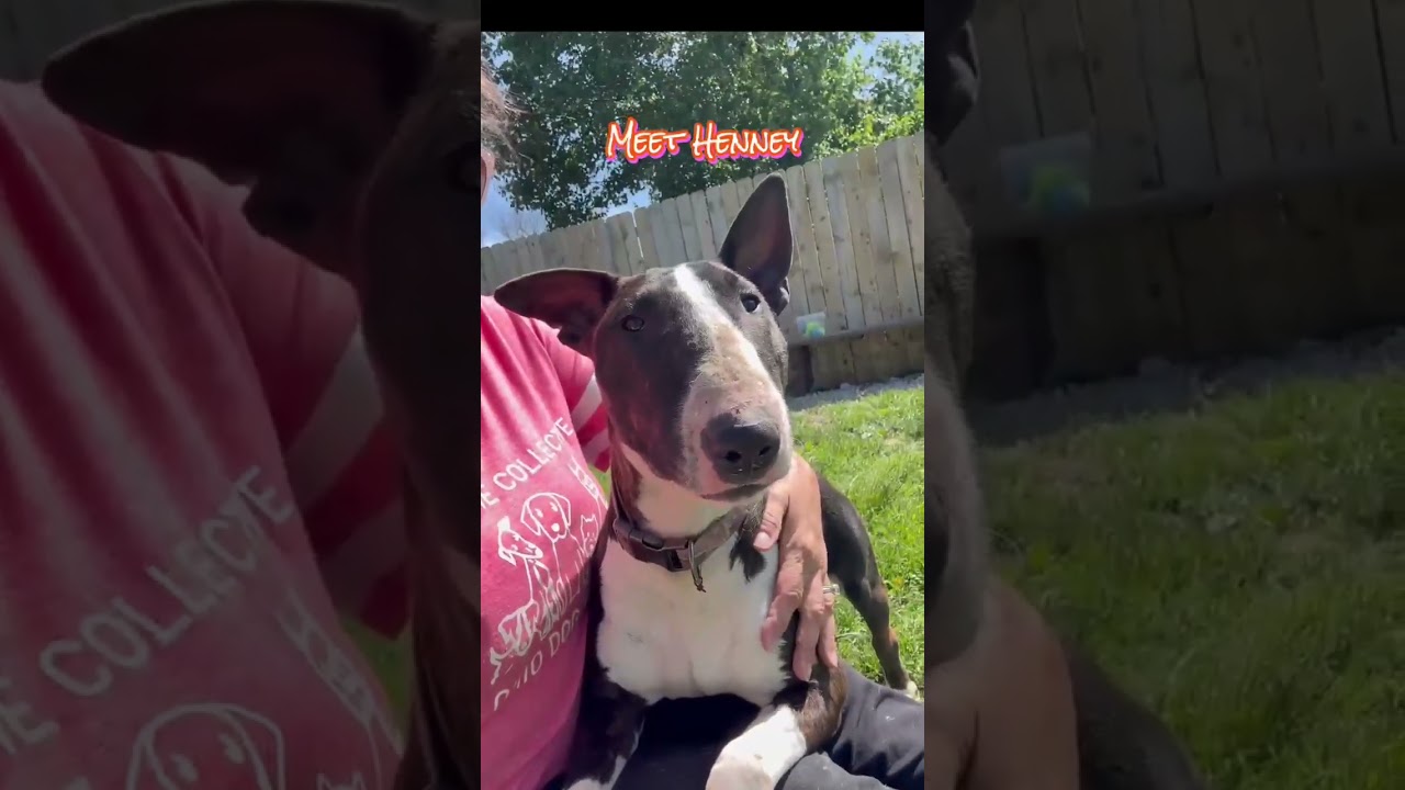 Henney, a Adoptable Bull Terrier in Plain City, OH video 6/6