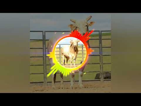 Gaby violeira feat. Bruno e Barreto faet. Dj kevin