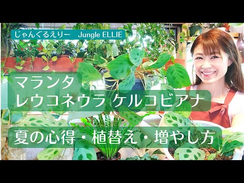 園芸 クズウコン、ヤマネ、祈りの植物