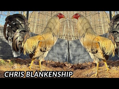 Chris Blankenship Farm - Shape Outdoor Chicken Coop Feeding Time  West Virginia
