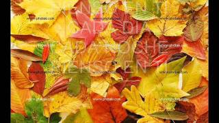 NADIE COMO TÚ   PALOMA SAN BASILIO