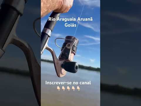 Rio Araguaia Aruanã Goiás pescaria de tambaqui #youtubeshorts #pescaria #pesca #tambaqui #shorts