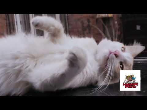 Joey Diaz - 'Getting High With The Cat'