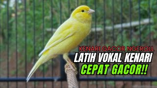Download lagu Masteran Kenari PAUD Super BUNYI Dijamin Cepat Gacor! & agar Kenari diam agar bunyi & gacor mp3 Download lagu Masteran Kenari PAUD Super BUNYI Dijamin Cepat Gacor! & agar Kenari diam agar bunyi & gacor mp3