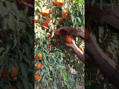 Abdul Karim is harvesting the canes. Look at how the work is being done. You must watch.👍🥰🤓🫡🤔😘👌🍊🍊🍊🍊🍊