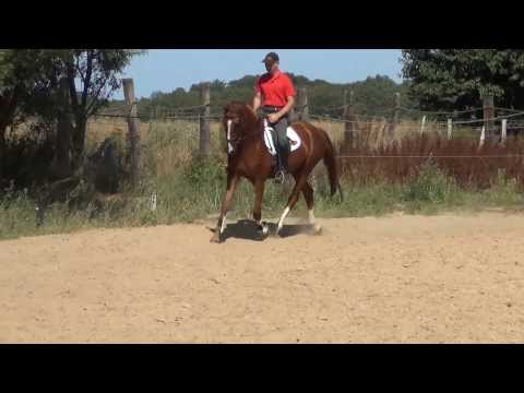 Quaterback-Brandenburger mare * 2009 for sale