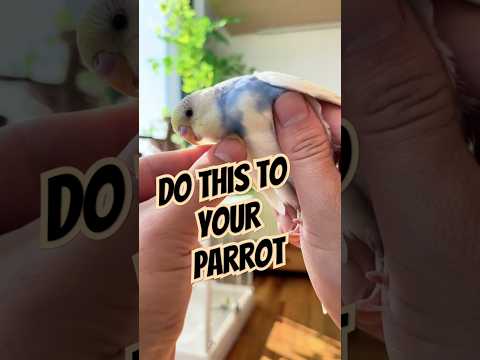 Tips to keep your parrot from flying away even when released. 🦜