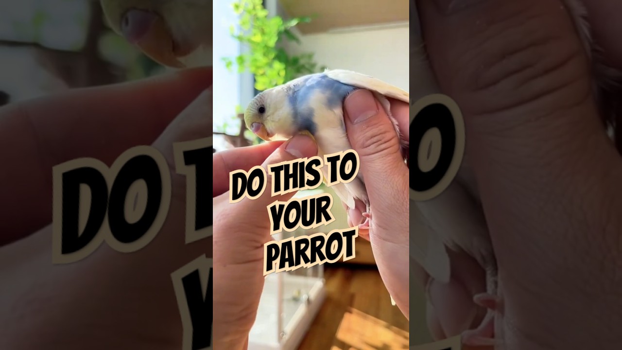 Tips to keep your parrot from flying away even when released. 🦜