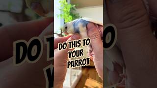 Download lagu Tips to keep your parrot from flying away even when released. 🦜 mp3