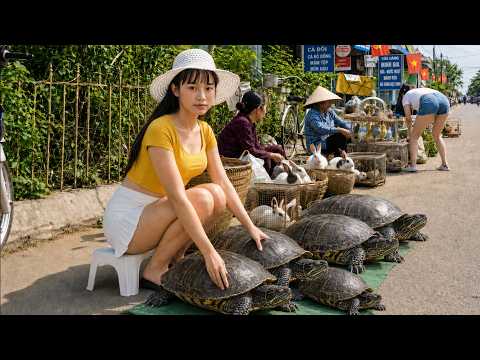 [ TIMELAPSE ] Giant Live Turtles Suddenly Took Over the Village Market… Everyone Stopped to Watch
