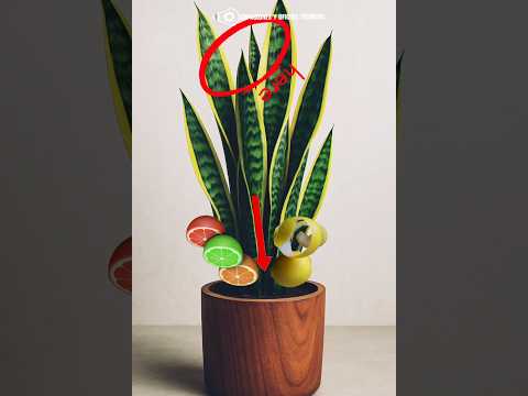 TRES SECRETOS DE LA LENGUA DE SUEGRA, ESPADA DE SAN JORGE O SANSEVIERIA #plantas #plantasdesombra