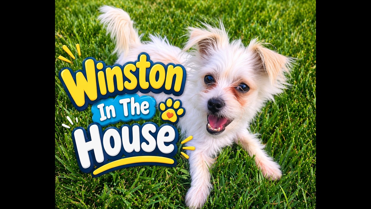 Enlarge Winston, a ADOPTABLE mixed breed in Monroe, NC video 1/6