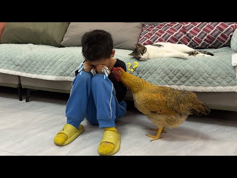 How do hens and kittens react when children cry? 😅Cute and interesting animal video