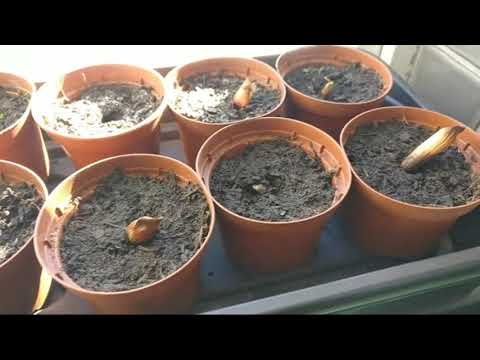 Growing a Monkey Puzzle Tree from Seed Part 3