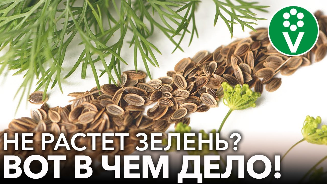 7 НЕЛЬЗЯ ПРИ ВЫРАЩИВАНИИ УКРОПА И ПЕТРУШКИ! Почему зелень растет хилой и невкусной