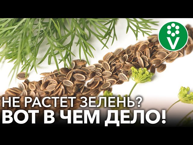 7 НЕЛЬЗЯ ПРИ ВЫРАЩИВАНИИ УКРОПА И ПЕТРУШКИ! Почему зелень растет хилой и невкусной