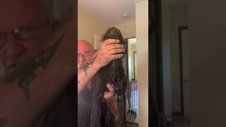 Video preview image #4 Cane Corso Puppy For Sale in LAKELAND, FL, USA