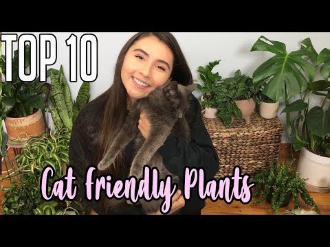 Best Houseplants That Are Pet Friendly To Indoor Cats