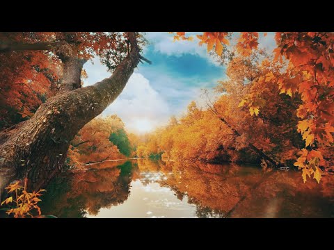 Four Seasons of Beautiful Forest Landscapes - Relaxing Nature Video