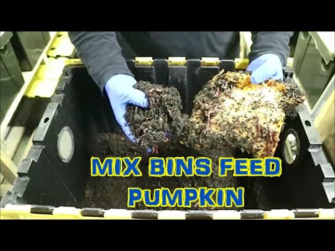 Pumpkin and worms, mix bins feed pumpkin