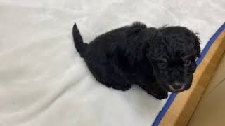 ハーフ犬の動画01