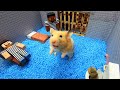 Hamster Escapes The Awesome Minecraft Maze With Underwater Obstacle Course