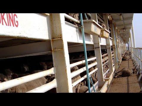 Australia will ban live sheep exports from May 2028