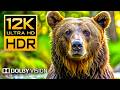 12K HDR 240fps Dolby Vision Wildlife Animal Adventures 8K Earth
