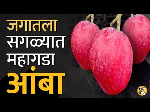 Most Expensive Mango: Japan चा Miyazaki हा सगळ्यात महागडा आंबा भारतातल्या West Bengal मध्ये कसा आला?