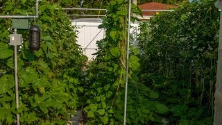 How to build a trellis structure for vegetable garden (结实耐用的蔬菜架子)