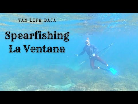 Spearfishing in La Ventana, Baja Mexico: Baja Vanlife Adventure