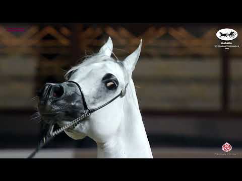 N 218 NASEEM AL RASHEDIAH   Katara Int  Arabian Peninsula Horse Show 2022   Stallions 7 to 10 Years