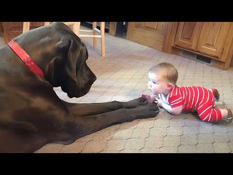 Quand les gros chiens deviennent les plus gentils des baby-sitters