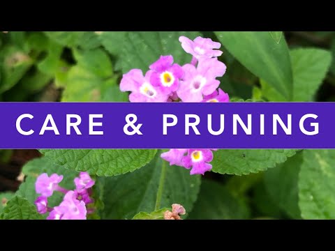 Lantana plant CARE and Lantana plant PRUNING