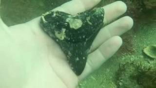 Venice Florida Megalodon Shark Tooth Dive Scuba 3