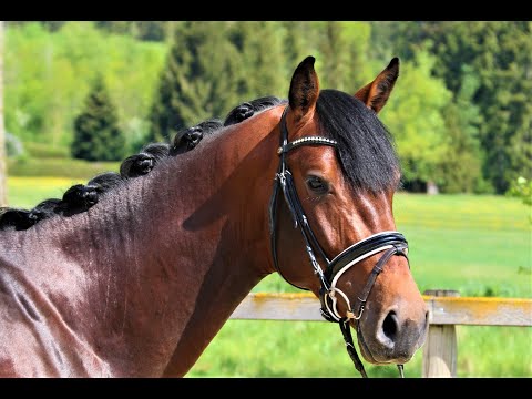 Cantares von Worrenberg, Hengst, Holst, Conditus x Caretino, 171 cm, erster Parcours auswärts