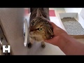 This Gorgeous Orange And Brown Tabby Cat Is Looking For A Home