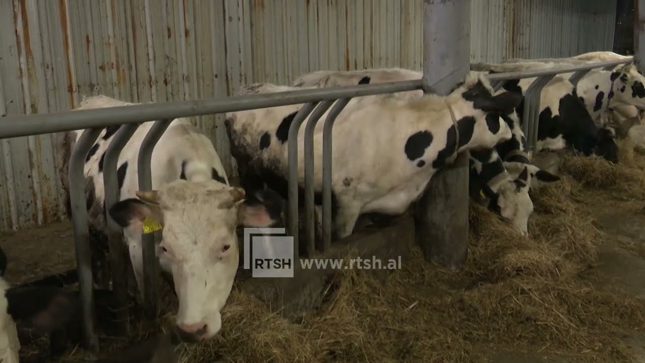 Blegtoria në Shkodër, specialisti Brahja: Shqetësim mungesa e fuqisë punëtore