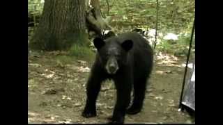 M.O.D.-don't feed the bears