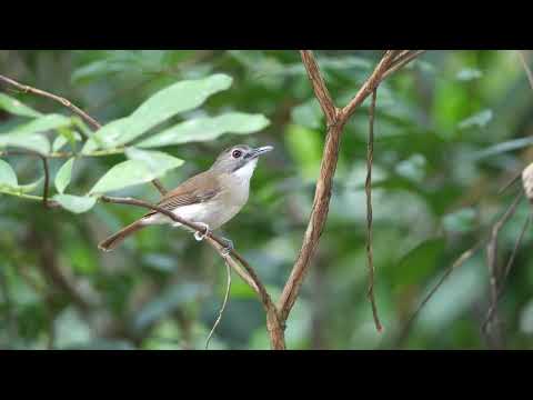 Dudroš fúzatý (Malacopteron magnirostre) — spev a hlas v prírode