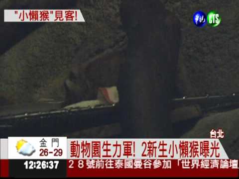 新生小懶猴亮相 無辜模樣吸睛!