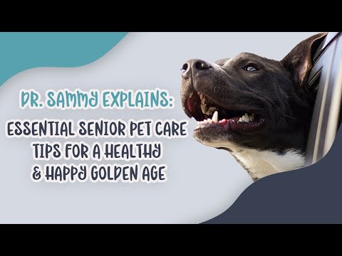 Dr. Sammy Explains: Essential Senior Pet Care Tips for a Healthy & Happy Golden Age