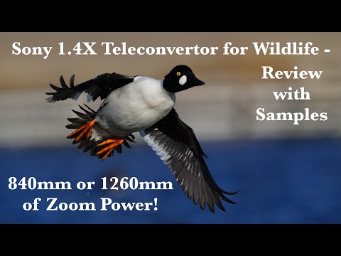 Sony 1.4X Teleconvertor for Wildlife Photography - Is It Any Good? Review of 1.4XTC with Samples