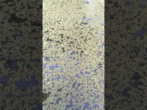 ini penampakan rumput azolla yang kurang pupuk #pakanikan