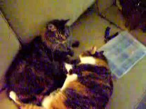 Kitty Massage Parlor