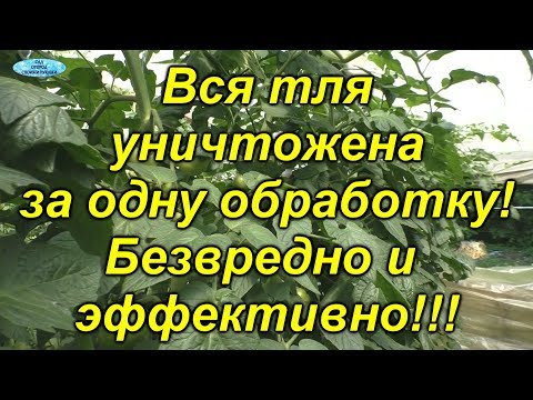 От этой обработки "осыпалась" вся тля!!! Действительно эффективный способ!