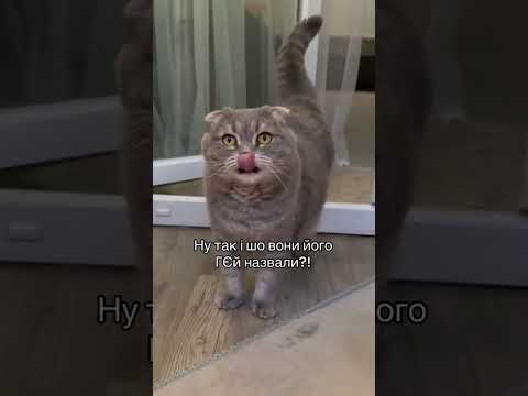 Имя для кота