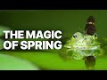 The Magic Of Spring | Animal Stories DEFAULT Thumbnail
