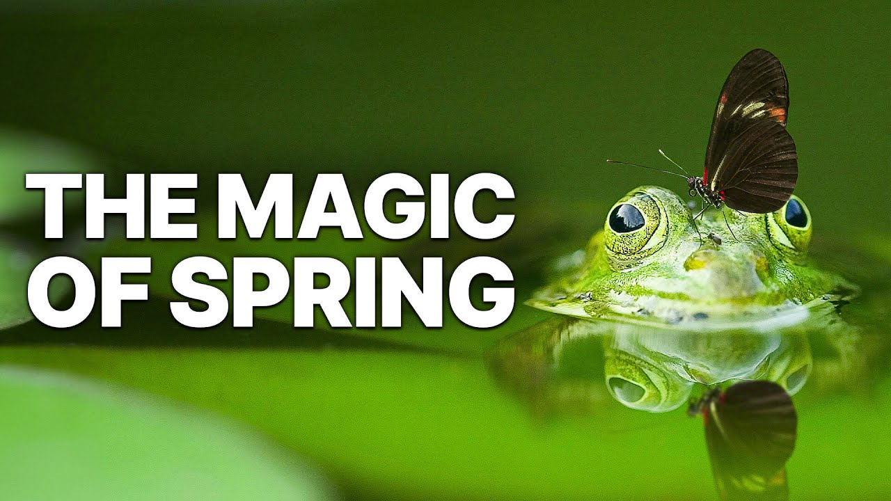 The Magic Of Spring | Animal Stories
