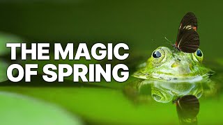 The Magic Of Spring | Animal Stories MQDEFAULT Thumbnail